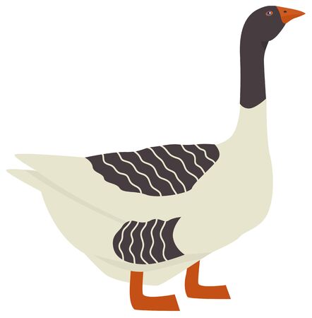 Farming today Pomeranian geese Vector illustration Isolated object setのイラスト素材