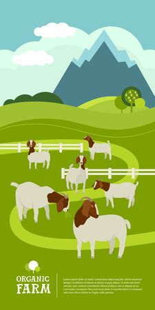 Farming today Organic farm A herd of Boer goats grazes in the green meadow Cartoon Flat Vector Illustration Banner setのイラスト素材