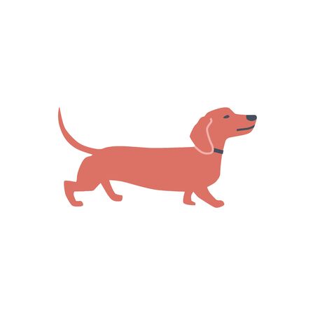 Dachshund Dog Flat vector illustration on white background setのイラスト素材