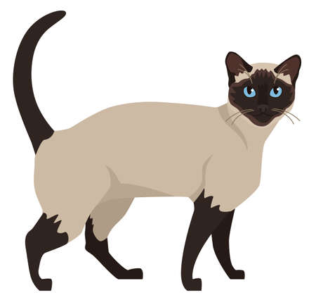 Siamese cat with blue eyes Flat vector illustration Isolated object setのイラスト素材