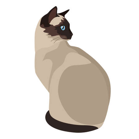 Siamese cat Flat vector illustration Isolated object setのイラスト素材