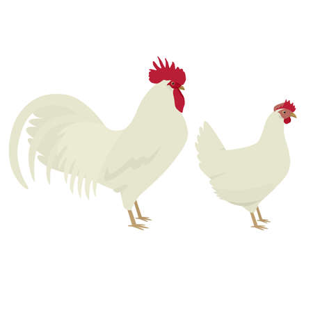 White Leghorn Breed of chickens Vector illustration Isolated object setのイラスト素材