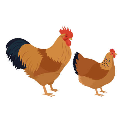 New Hampshire Breed of chickens Vector illustration Isolated object setのイラスト素材