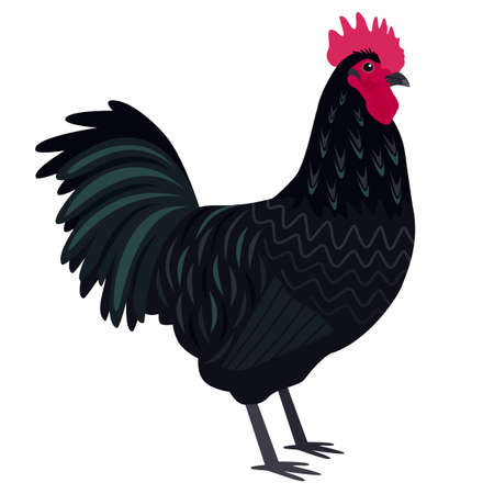 Australorp rooster Breed of chickens Vector illustration Isolated object setのイラスト素材