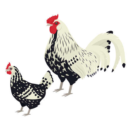 Hamburg Breed of chickens Vector illustration Isolated object setのイラスト素材