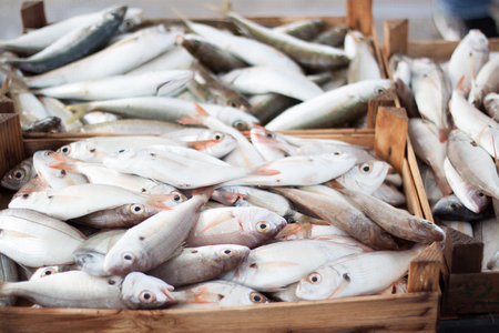 Fresh fish at fish market