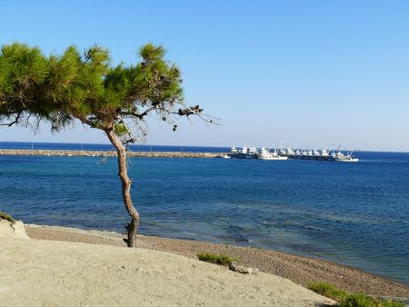Tree on the beach, sea viewの写真素材