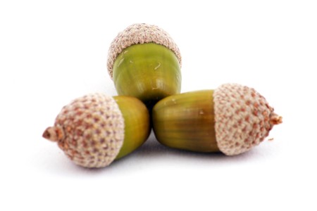 Acorns isolated on whiteの写真素材