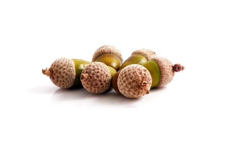 Acorns isolated on whiteの写真素材