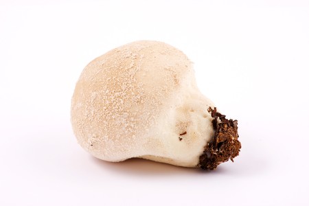 Mushroom on white background. Close Up.の写真素材