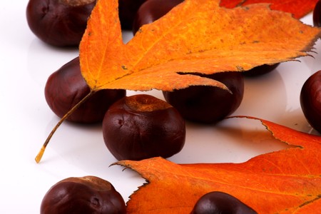 Brilliant color in details of fall leaves turned for autumn seasonの写真素材