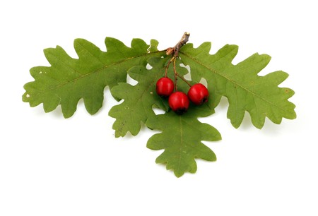 Oak branch with red berries, isolated on whiteの写真素材
