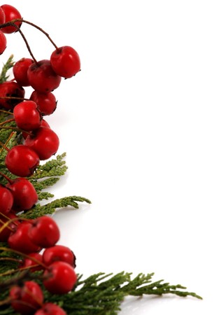 Branch with red berries, isolated on whiteの写真素材