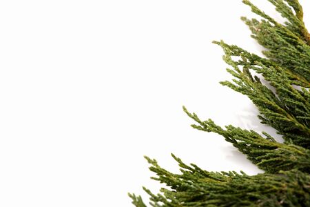 Christmas background - branch isolated on whiteの写真素材