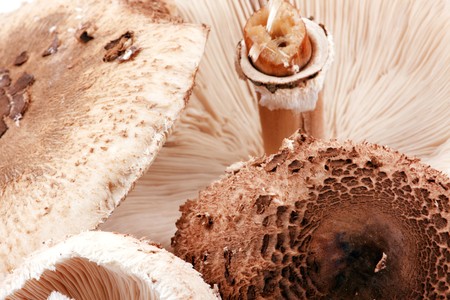Mushrooms on white background. Close Up.の写真素材