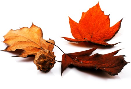 Brilliant color in details of fall leaves turned for autumn seasonの写真素材