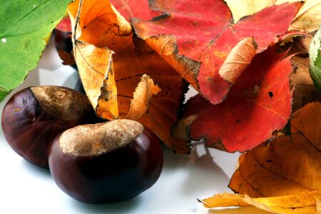 Brilliant color in details of fall leaves turned for autumn seasonの写真素材