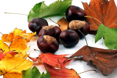 Brilliant color in details of fall leaves turned for autumn seasonの写真素材