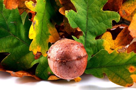 Brilliant color in details of fall leaves turned for autumn season