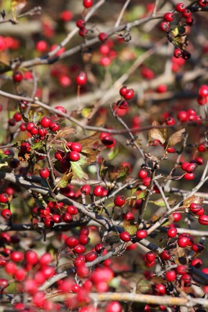 Hawthorn - fruit of autumn