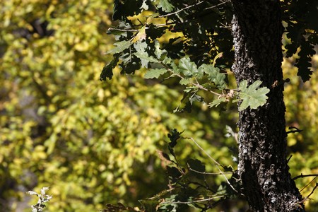Beautiful autumn mood - fall scene