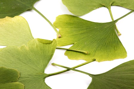 Ginkgo biloba on white backgroundの写真素材