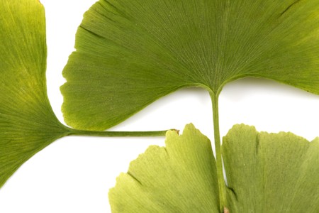 Ginkgo biloba on white background