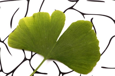 Ginkgo biloba on brain backgroundの写真素材