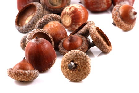 Acorns isolated on white background