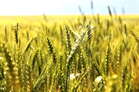 wheat bread