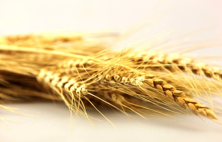 Wheat Breadの写真素材