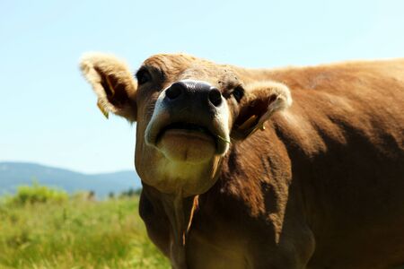 Cowの写真素材