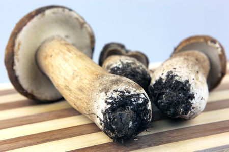 Mushrooms - Porcini, Boletus edulisの写真素材