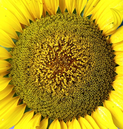 Sunflowerの写真素材