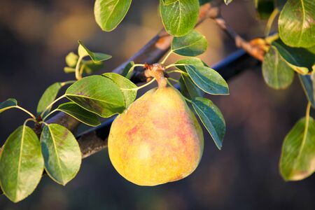 Pear backgroundの写真素材