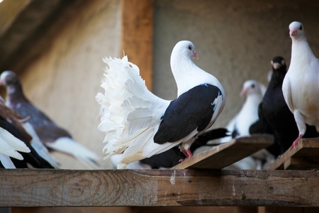 pigeonの写真素材