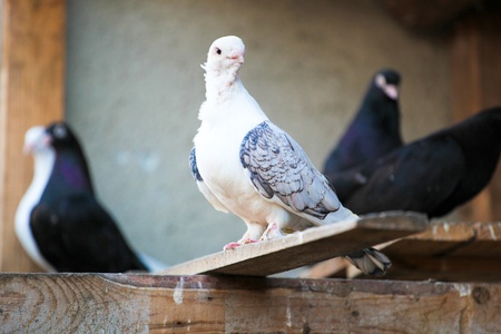 白い鳩の写真 イラスト素材一覧 51 001件 ストックフォトのamanaimages Plus