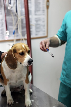 Dog at the vet in the surgery preparation room.の写真素材