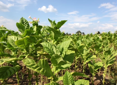 Tobacco farm.の写真素材