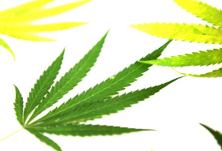 Cannabis.の写真素材