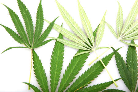 Cannabis.の写真素材
