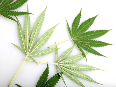 Cannabis.
