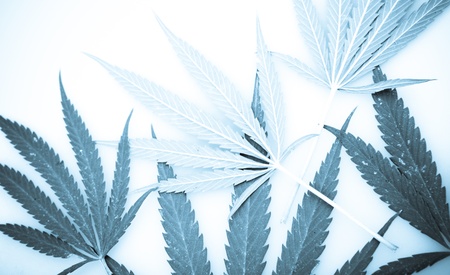 Marijuana.