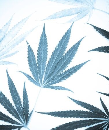 Marijuana.の写真素材