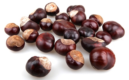 Chestnut isolated on white background.の写真素材