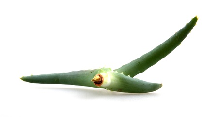 aloe vera.の写真素材