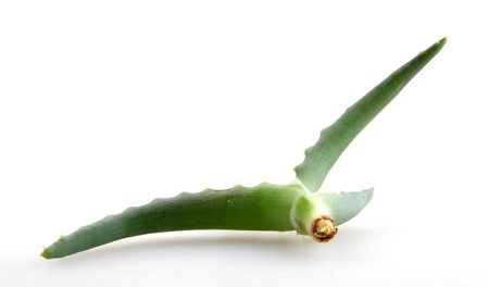 aloe vera.の写真素材