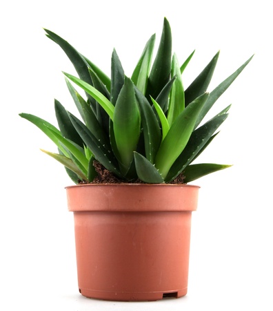 aloe vera plant isolated on white.の写真素材