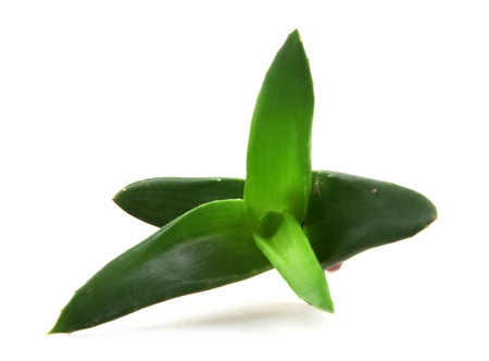 aloe vera plant isolated on white.の写真素材