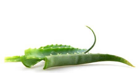 aloe vera leaves on white backgroundの写真素材